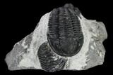 Two Detailed Gerastos Trilobite Fossils - Morocco #119013-7